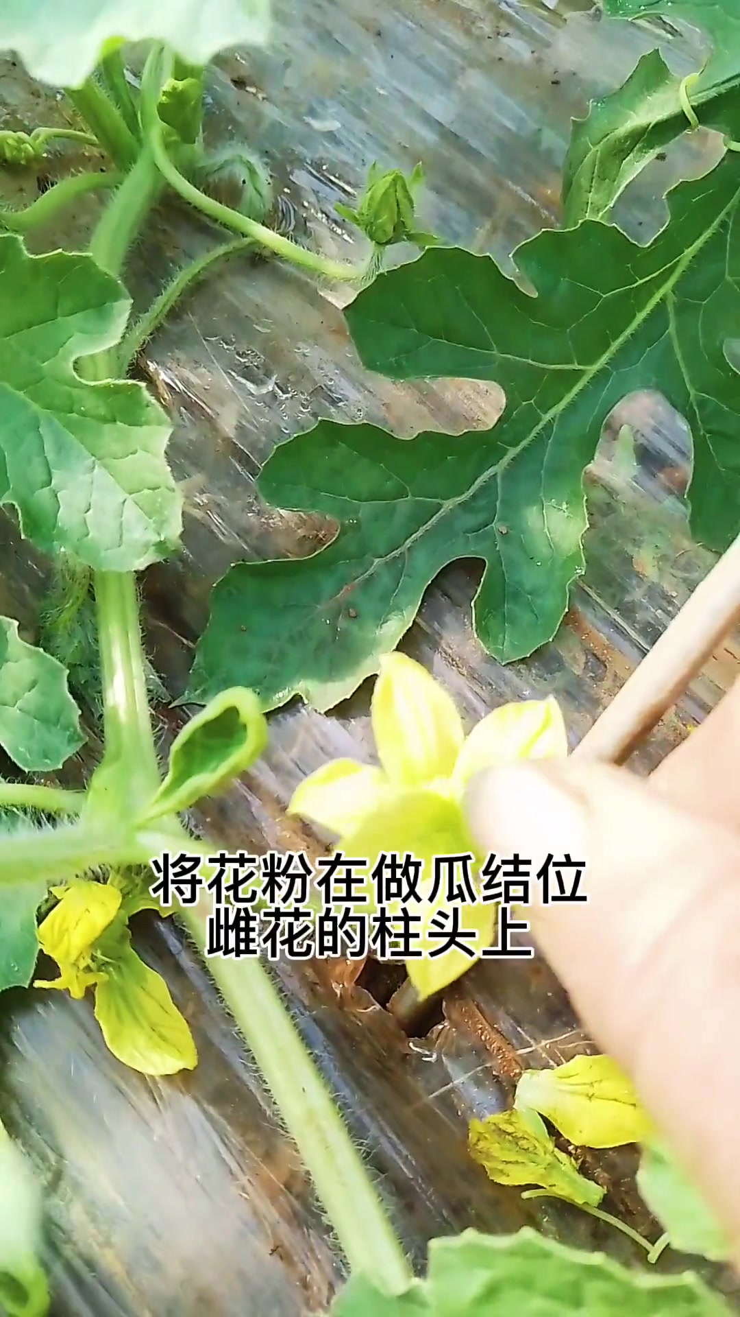 高产西瓜种植,人工授粉的五个步骤西瓜种植技术