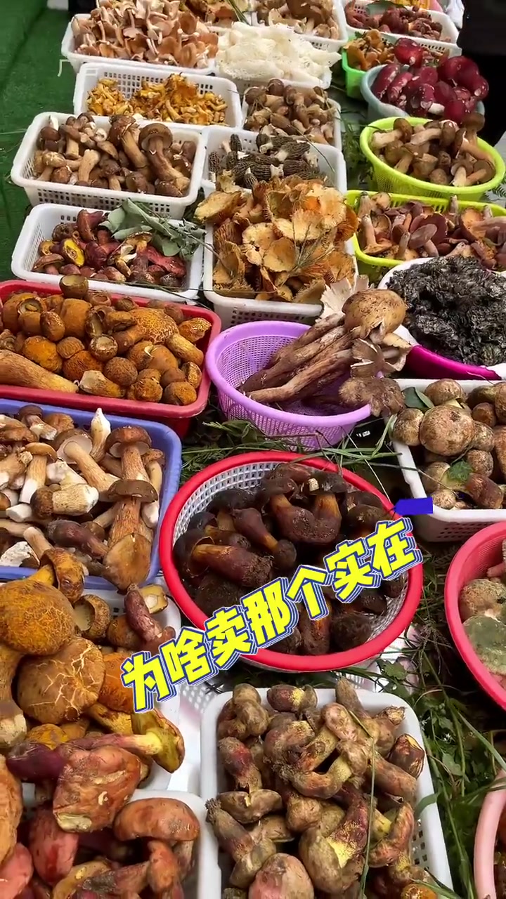 干巴菌拌饭就是香,青椒干巴菌,干椒牛肝菌