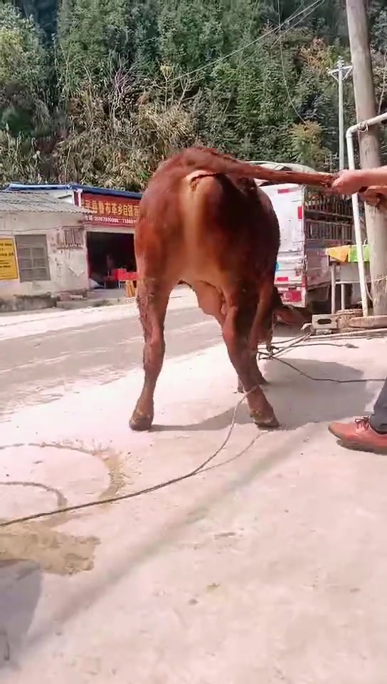 饭店专供应本地土黄牛