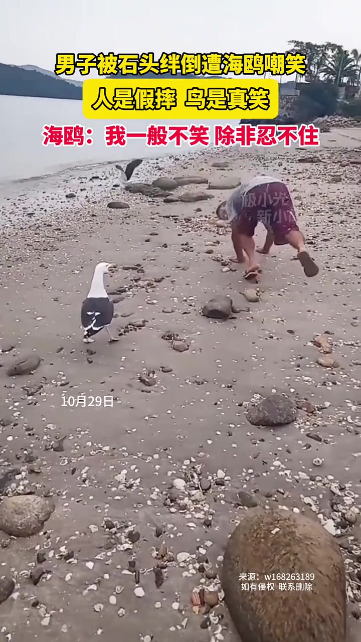 10月29日,男子被石头绊倒遭海鸥嘲笑,人是假摔,鸟是真笑,海鸥:我一般