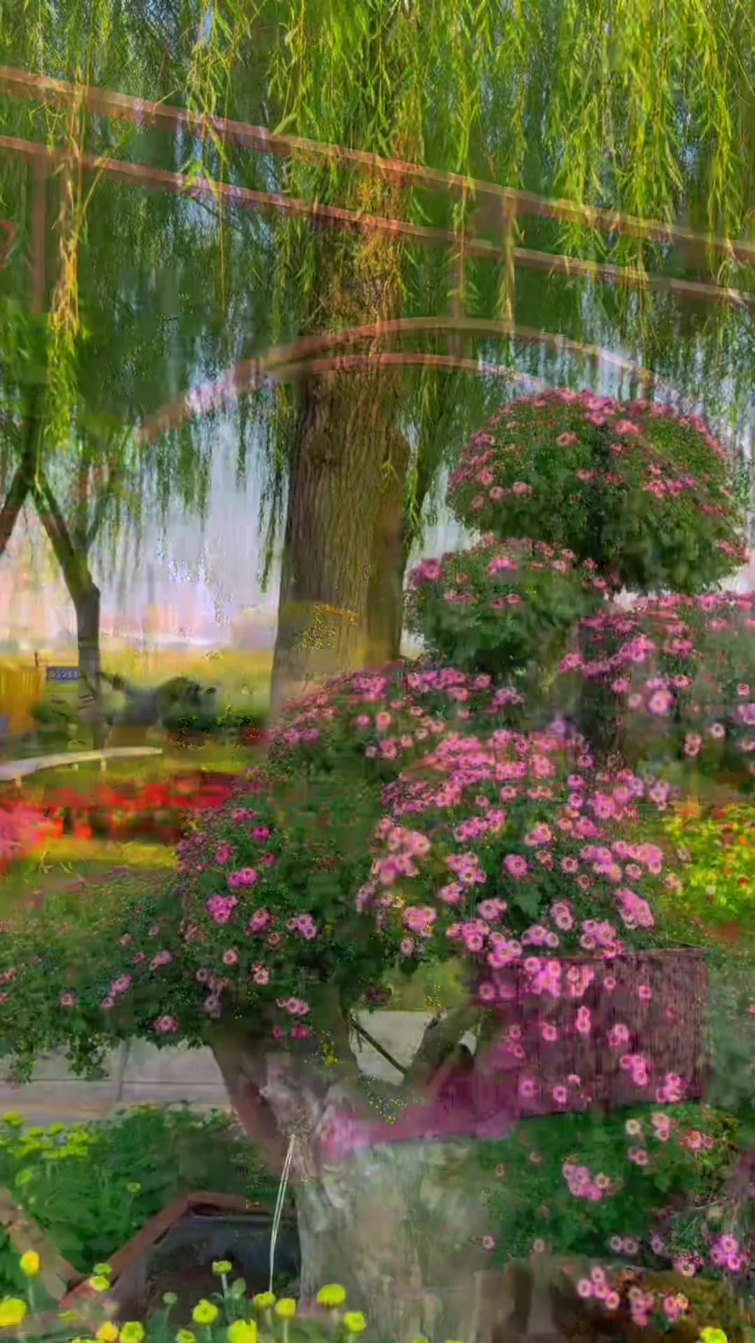 金秋看菊展,武汉41届金秋菊展11月1日开展!