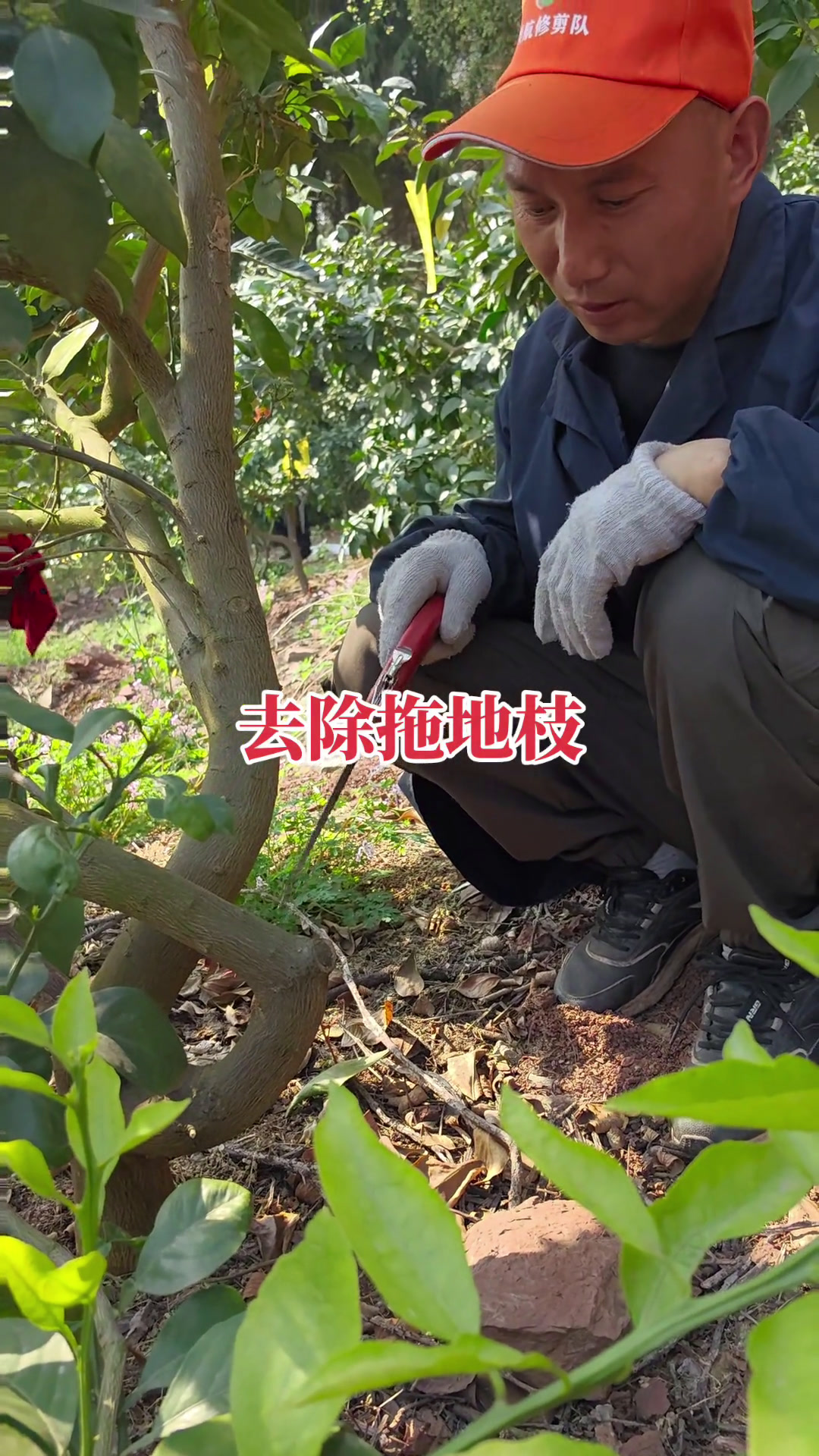 柑橘修剪教程