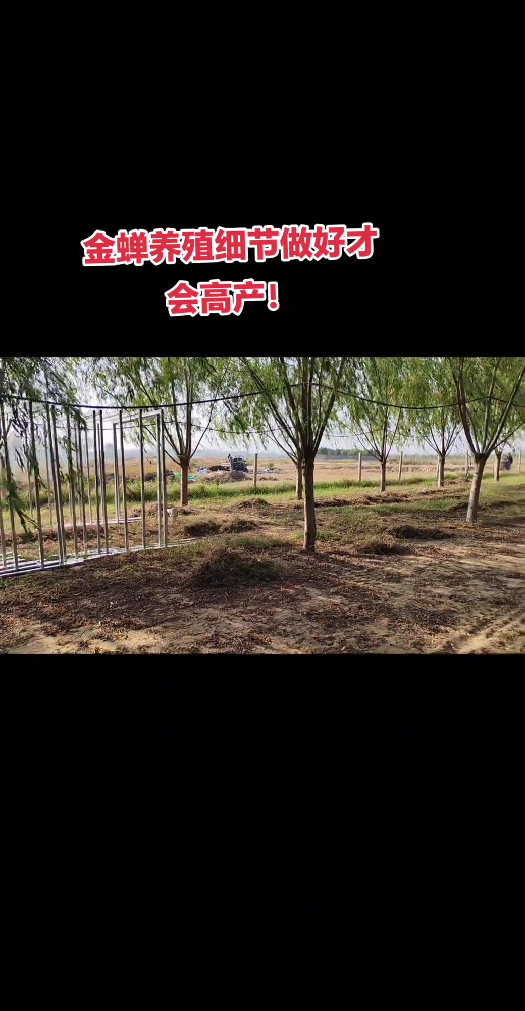 金蝉养殖