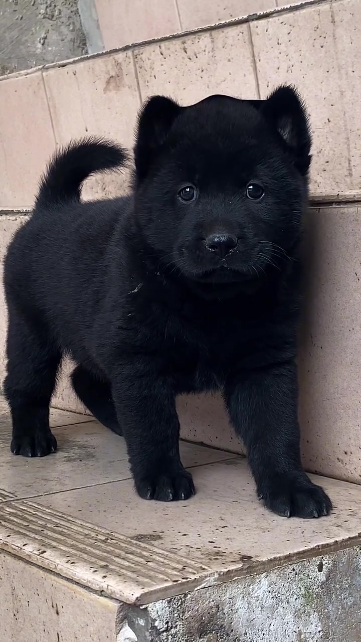 中华田园犬之五黑犬黑狗黑舌十分罕见 霸气侧漏