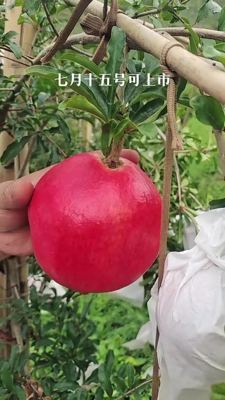 姜总种的七月红十五号左右上市,保证口感,希望把质量口感搞好