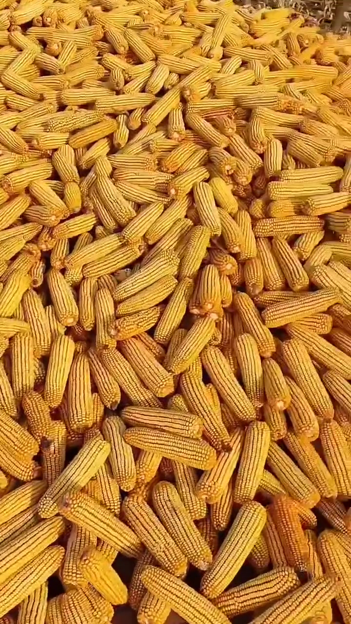 矮杆大棒玉米种