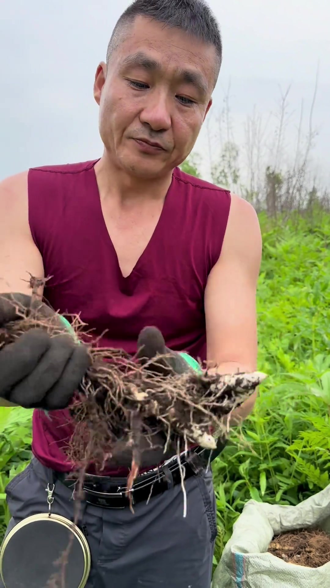 今个来採山苞米也叫山铃铛,学名玉竹