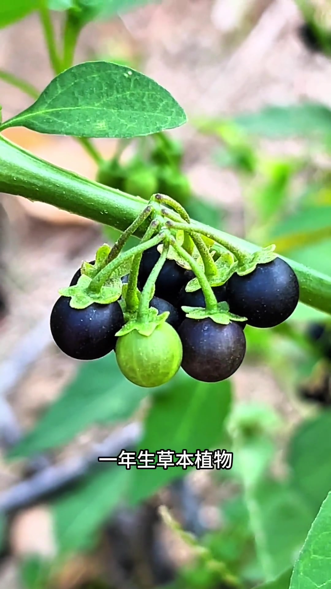 龙葵以后的我终有一天会很怀念很怀念