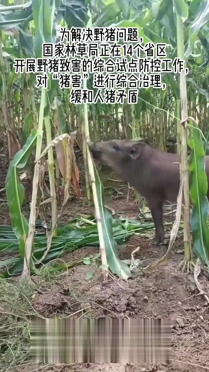 全国多地野猪泛滥成灾!你的城市有野猪吗?