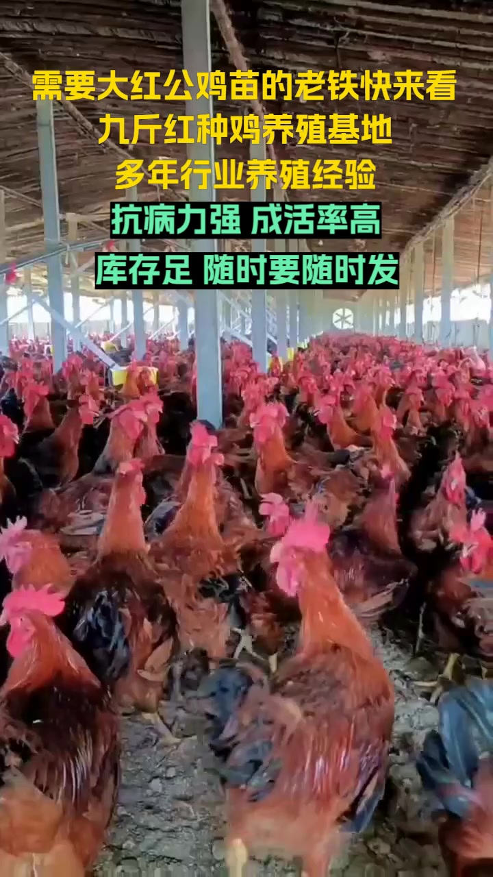 我们繁育大红公鸡苗,380鸡苗等多种品种,品质卓越.大红公鸡