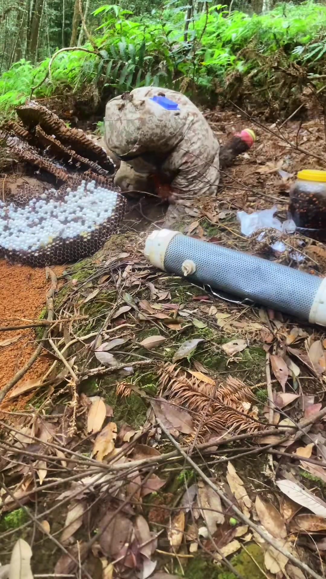 新蜂王太多了.金环虎头蜂