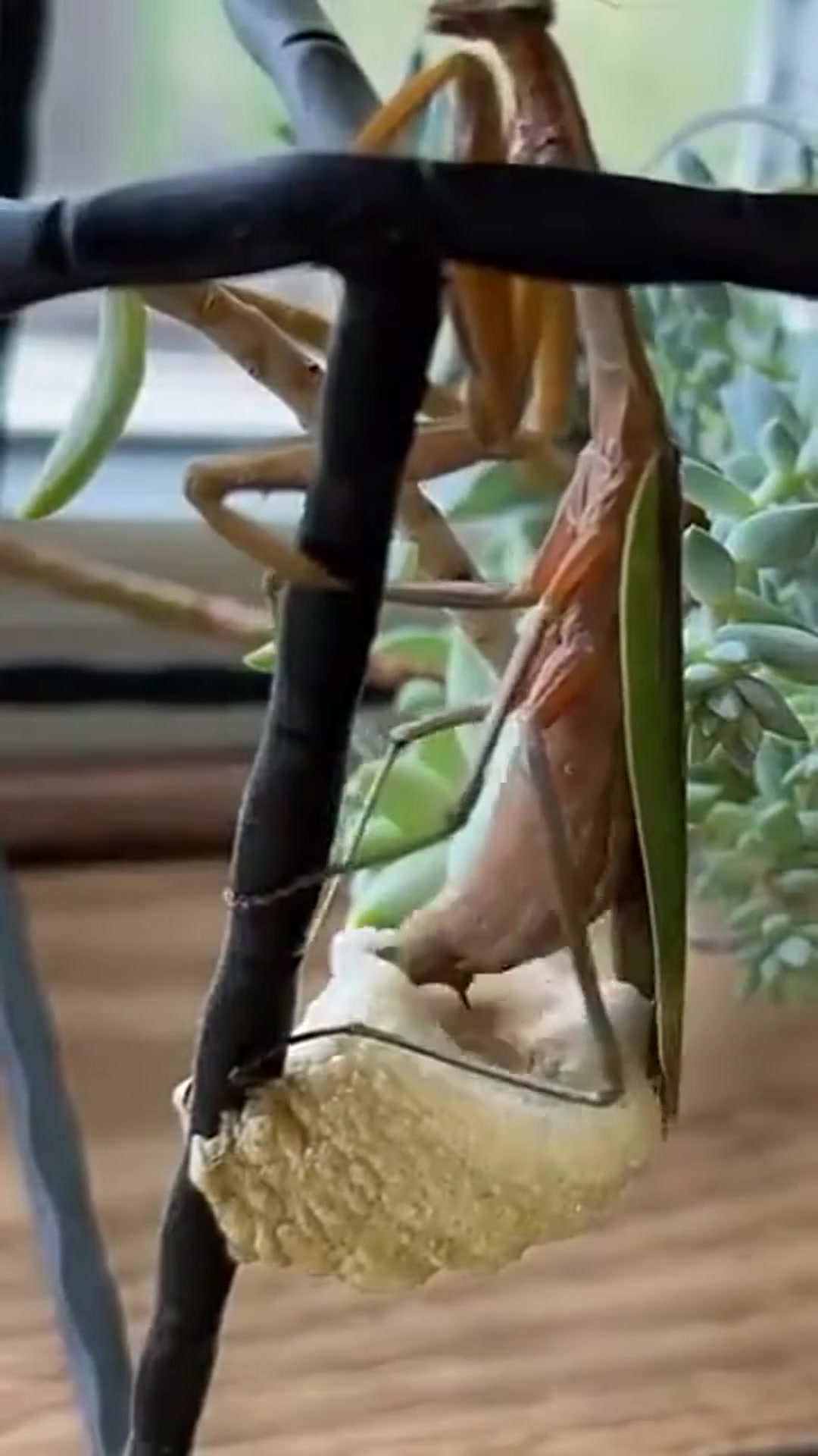 螳螂正在为它的卵,建造一个庇护的巢穴