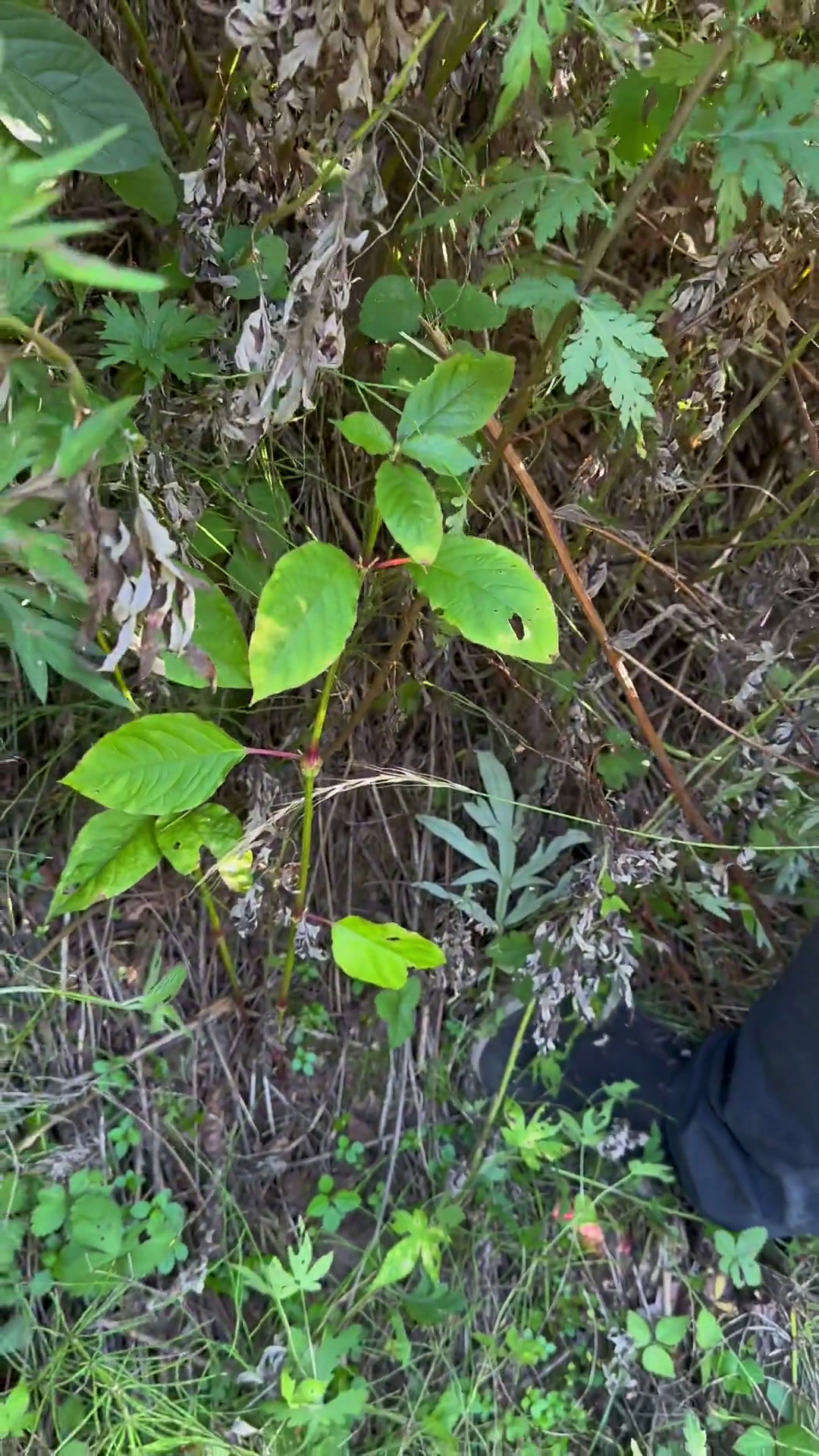 阿星专营店 这个水渠边经常可以看到,节长的像牛膝盖的植物大家认识吗