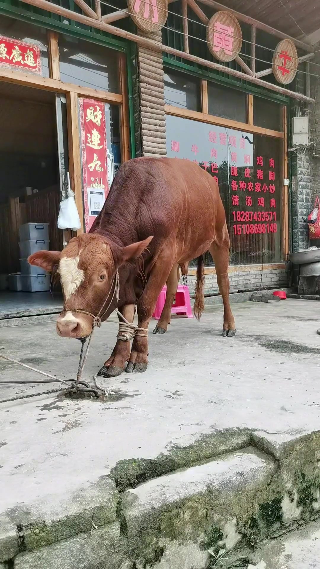 现宰黄牛肉 本地黄牛