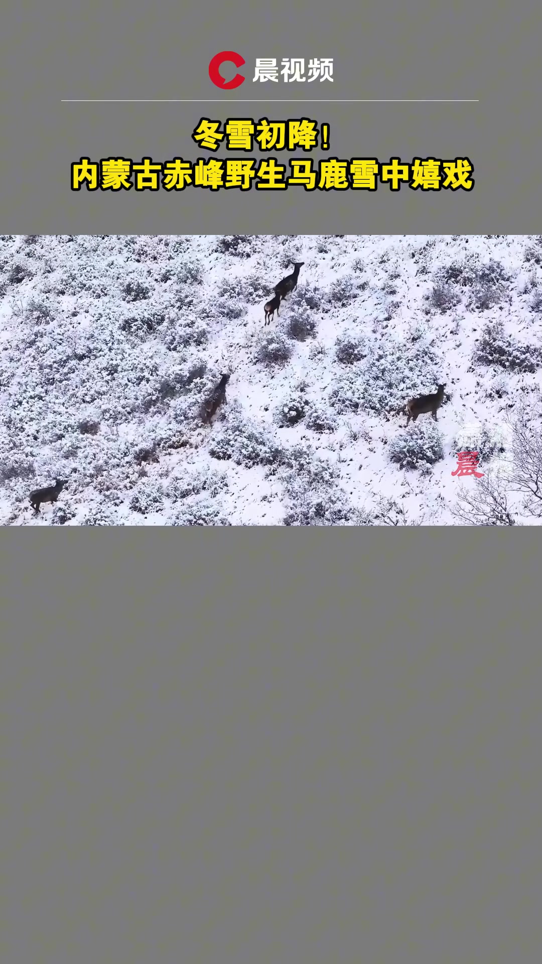 冬雪初降!内蒙古赤峰野生马鹿雪中嬉戏