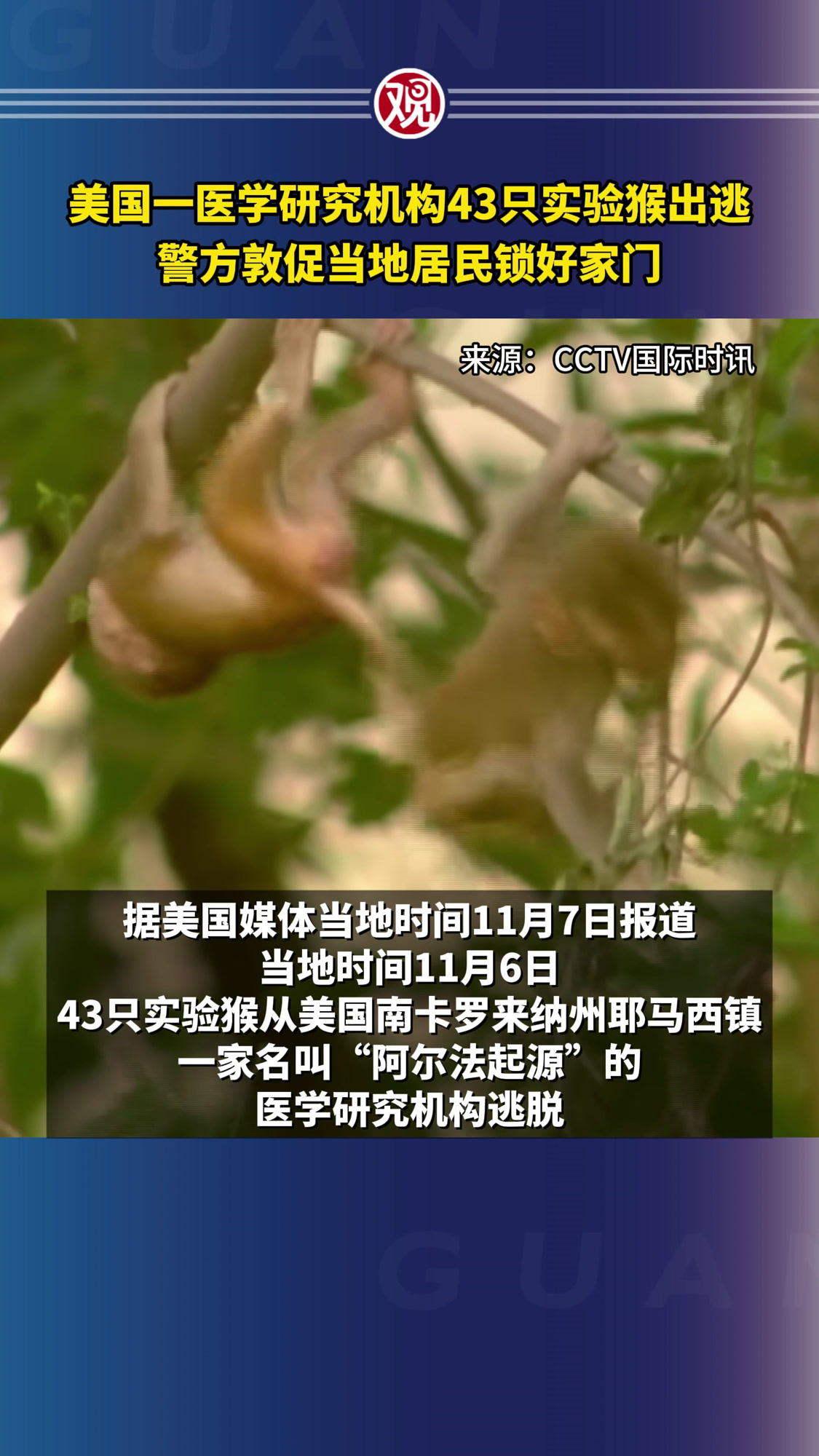 美国一医学研究机构43只实验猴出逃,警方敦促当地居民锁好家门