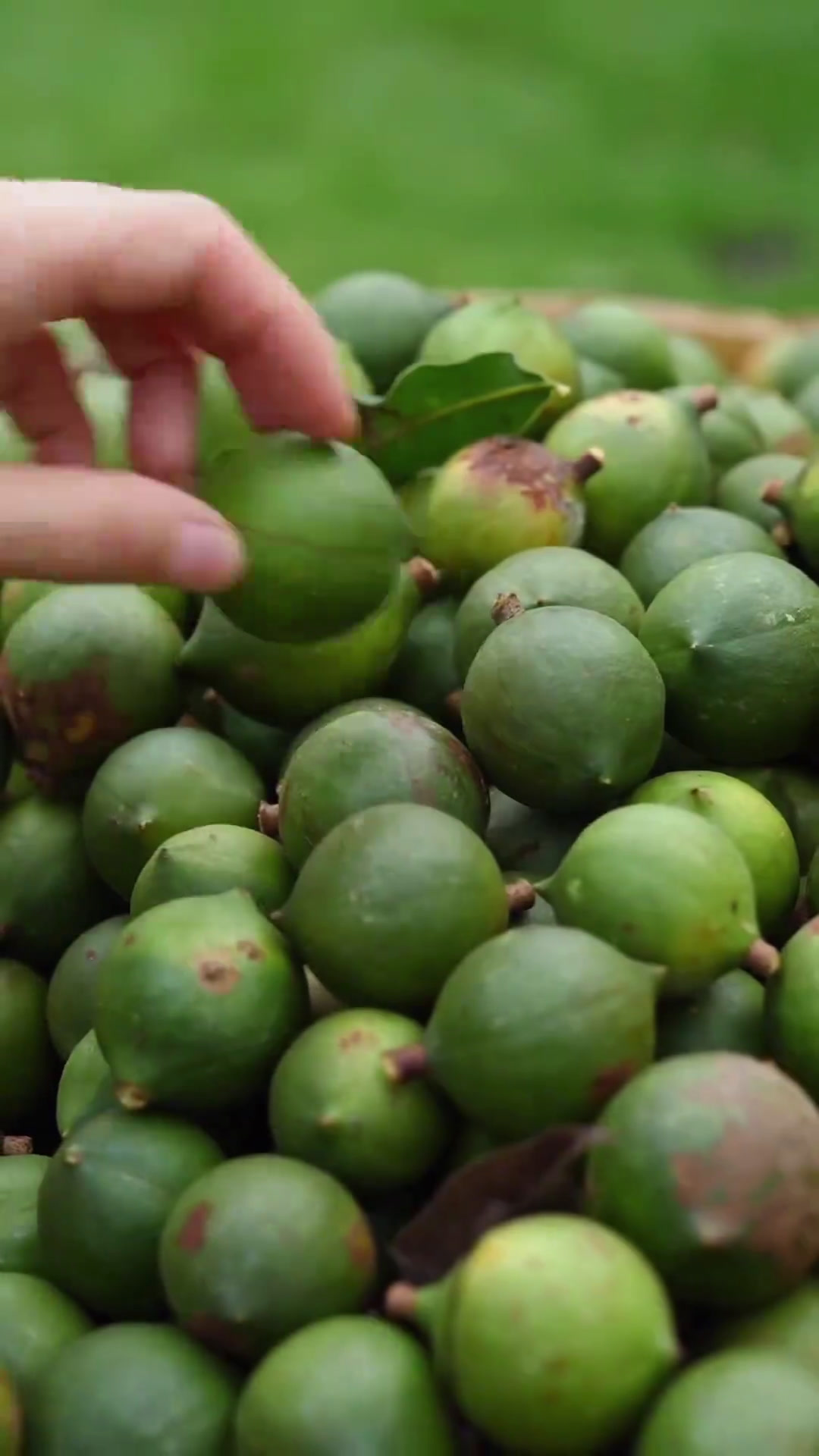 新鲜采摘的广西夏威夷果,老人小孩孕妈妈都可以吃,香甜