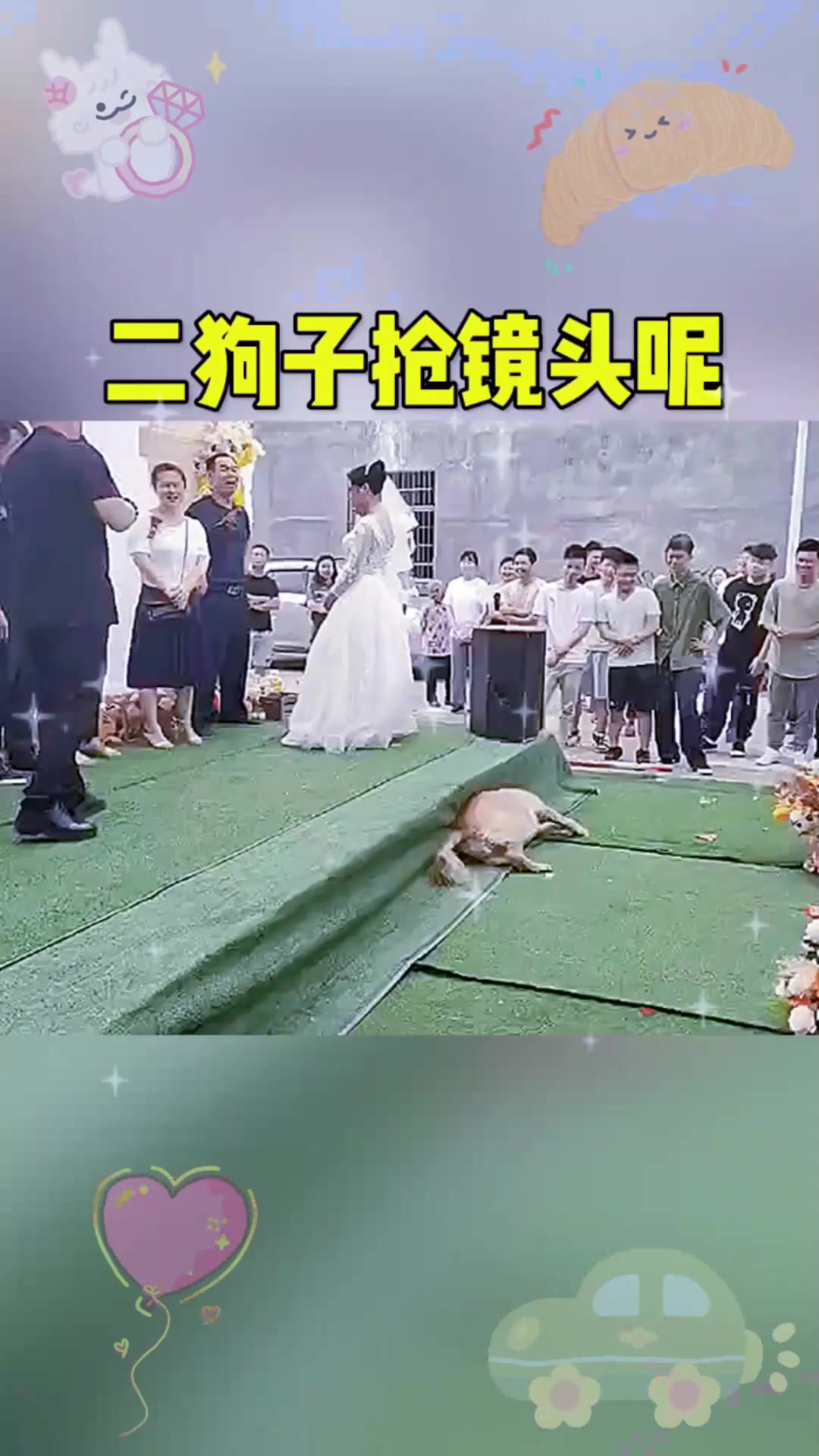 这二狗子抢镜头呢