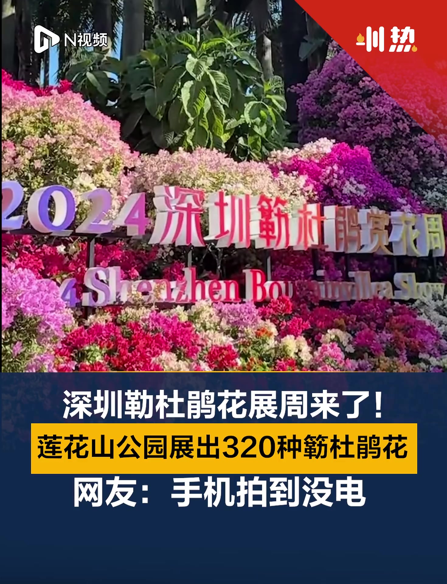 深圳勒杜鹃花展周来了!莲花山公园展出320种簕杜鹃花