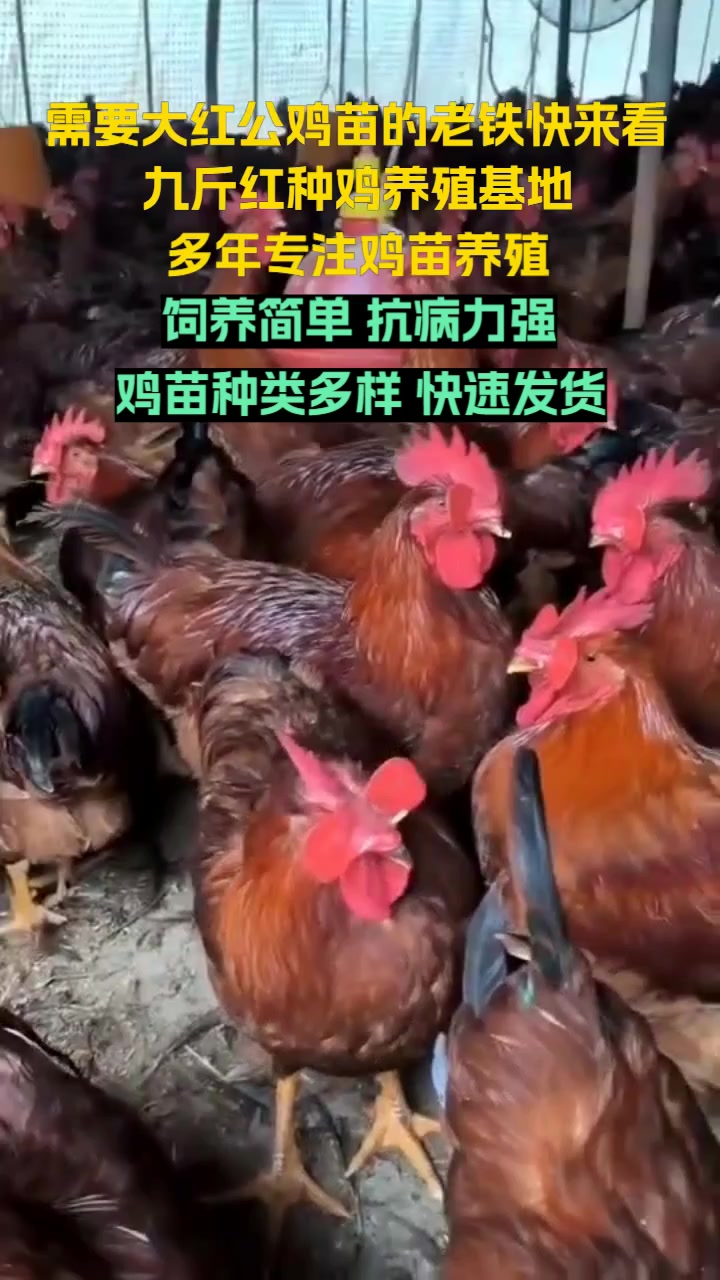 致富经养土鸡九斤红公鸡(九斤红公鸡120天可以长多少斤)