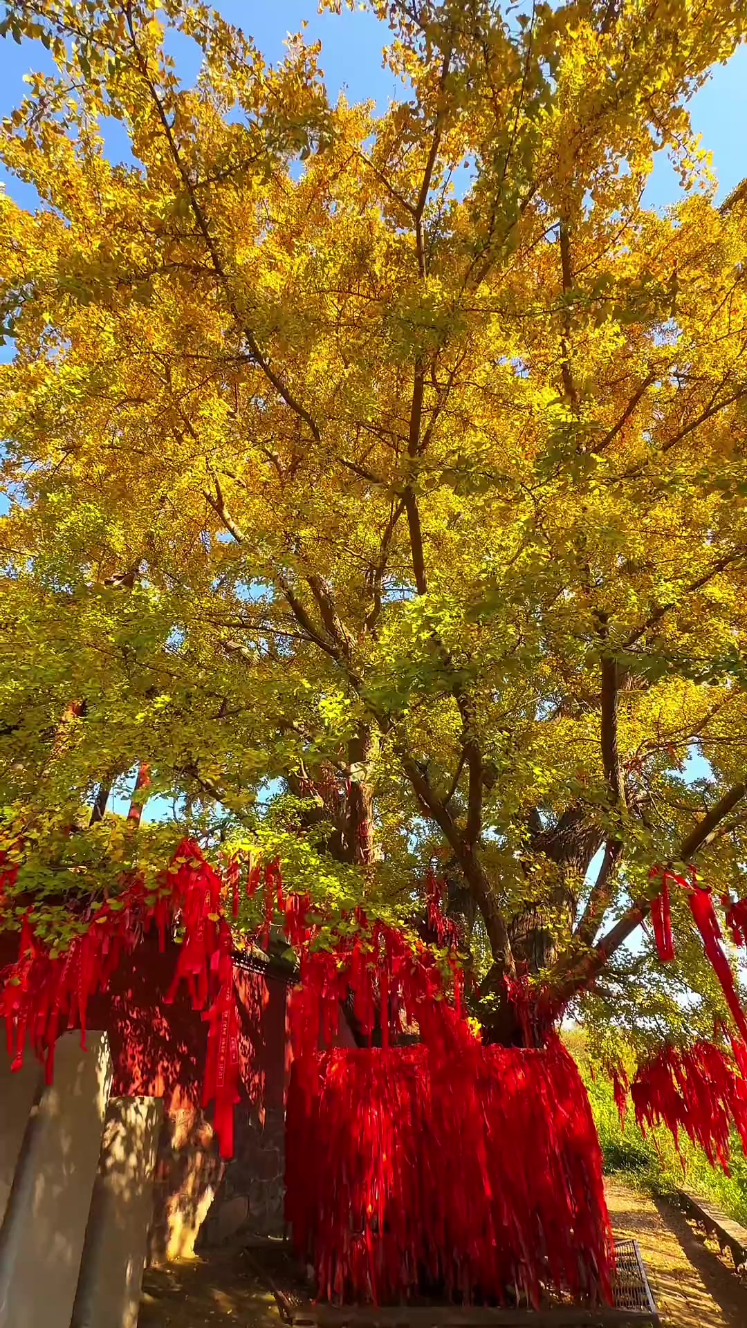 林州黄华神苑千年银杏树已进入观赏期,每月初一十五都是免门票的