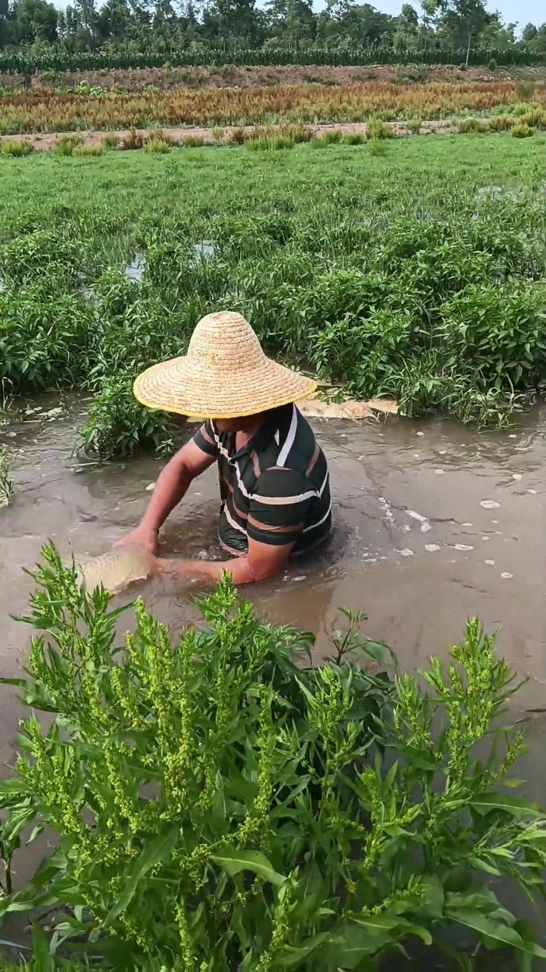 吃不吃鱼不重要,重要的体验这抓鱼的过程