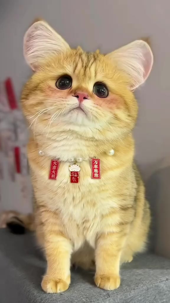 这是谁家的大耳朵猫猫真可爱,原来是我家的