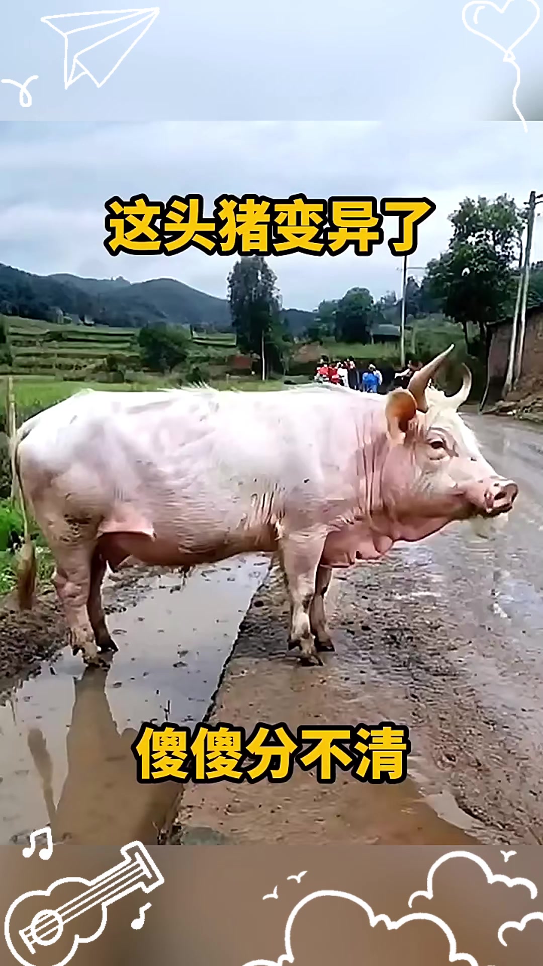 这头猪变异了,傻傻分不清!