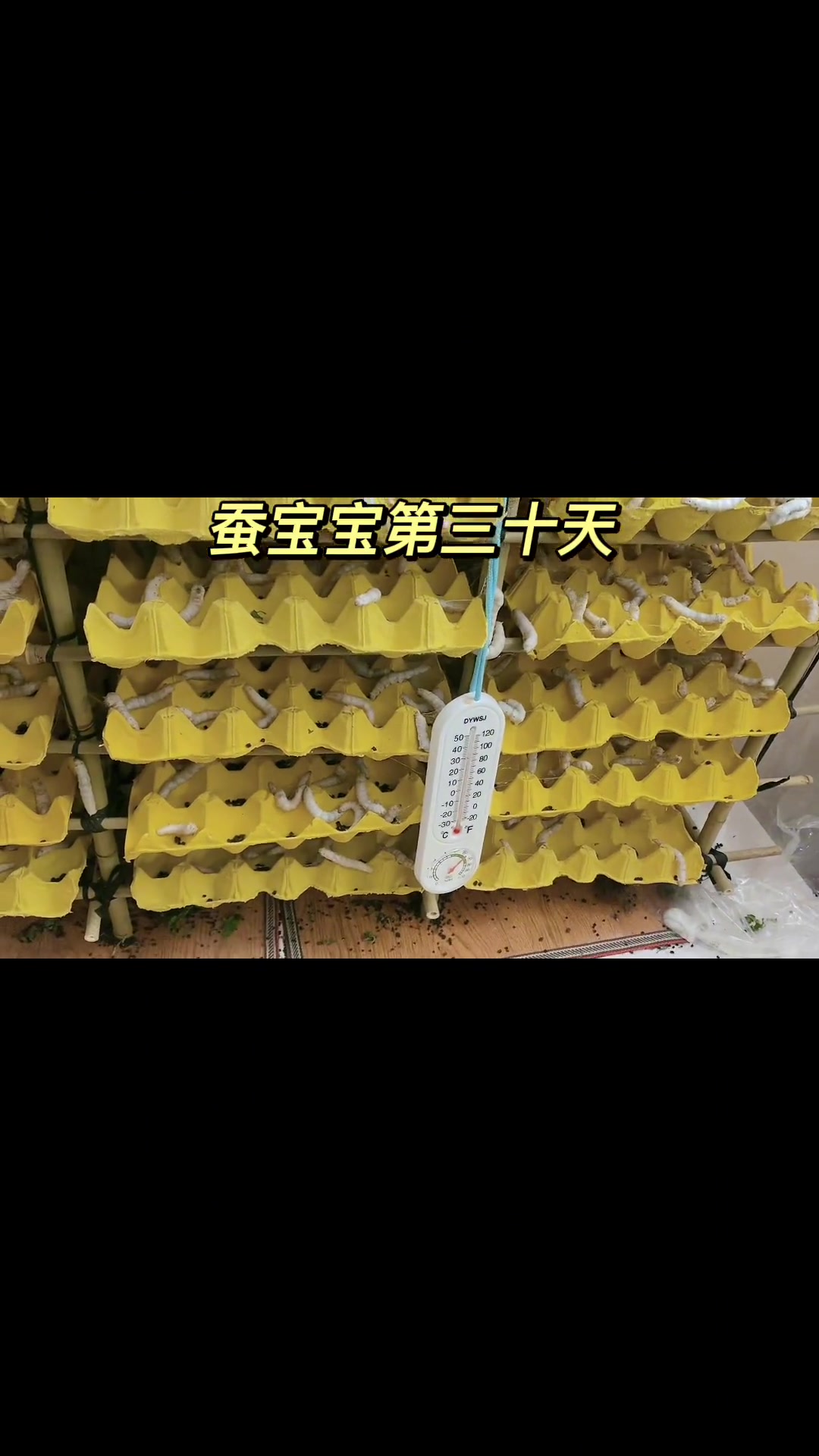 蚕宝宝第三十天,蚕宝宝正在吐丝结茧啦