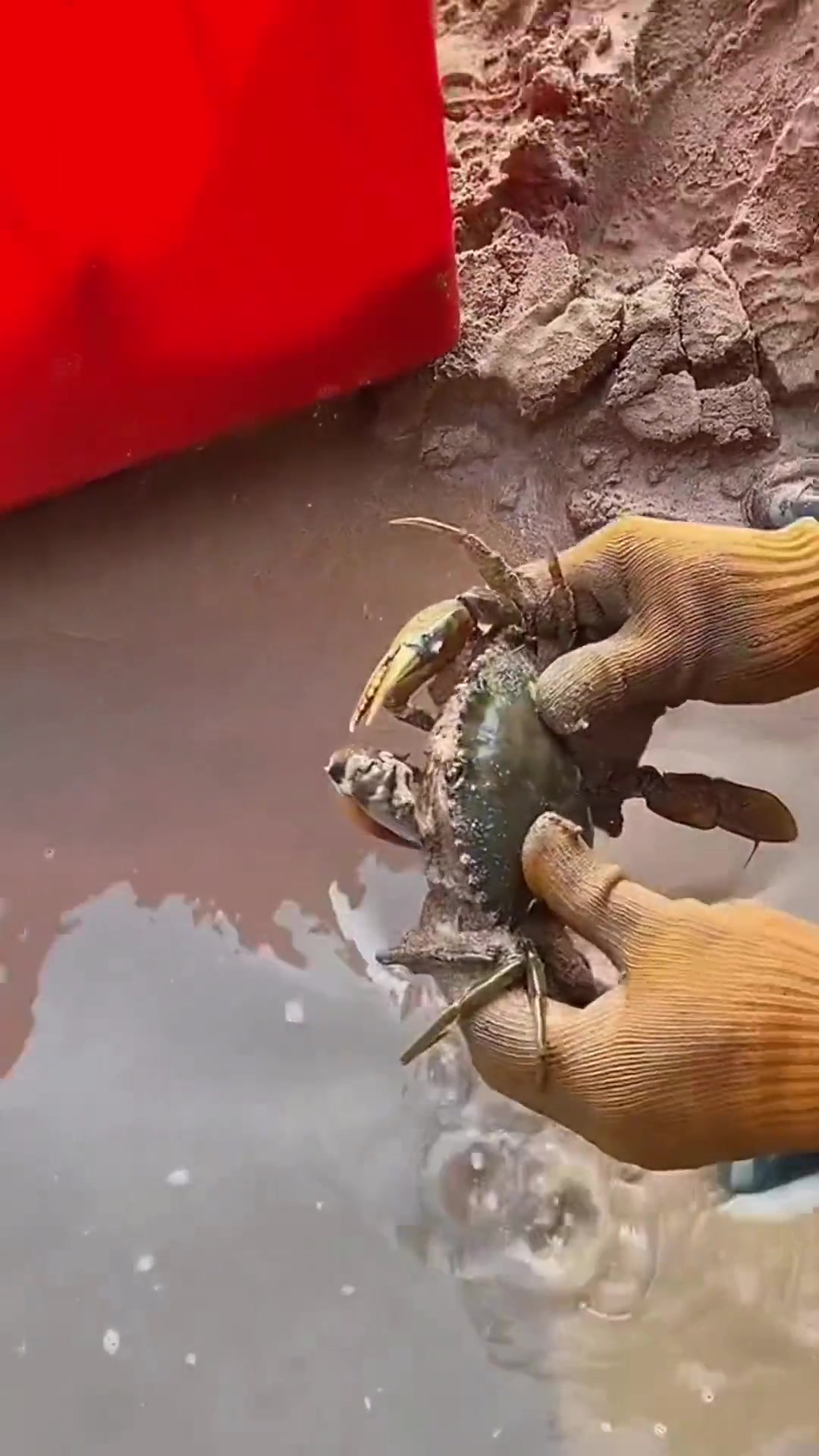 户外赶海抓海鲜 好多鱼,有喜欢潜水的朋友吗?