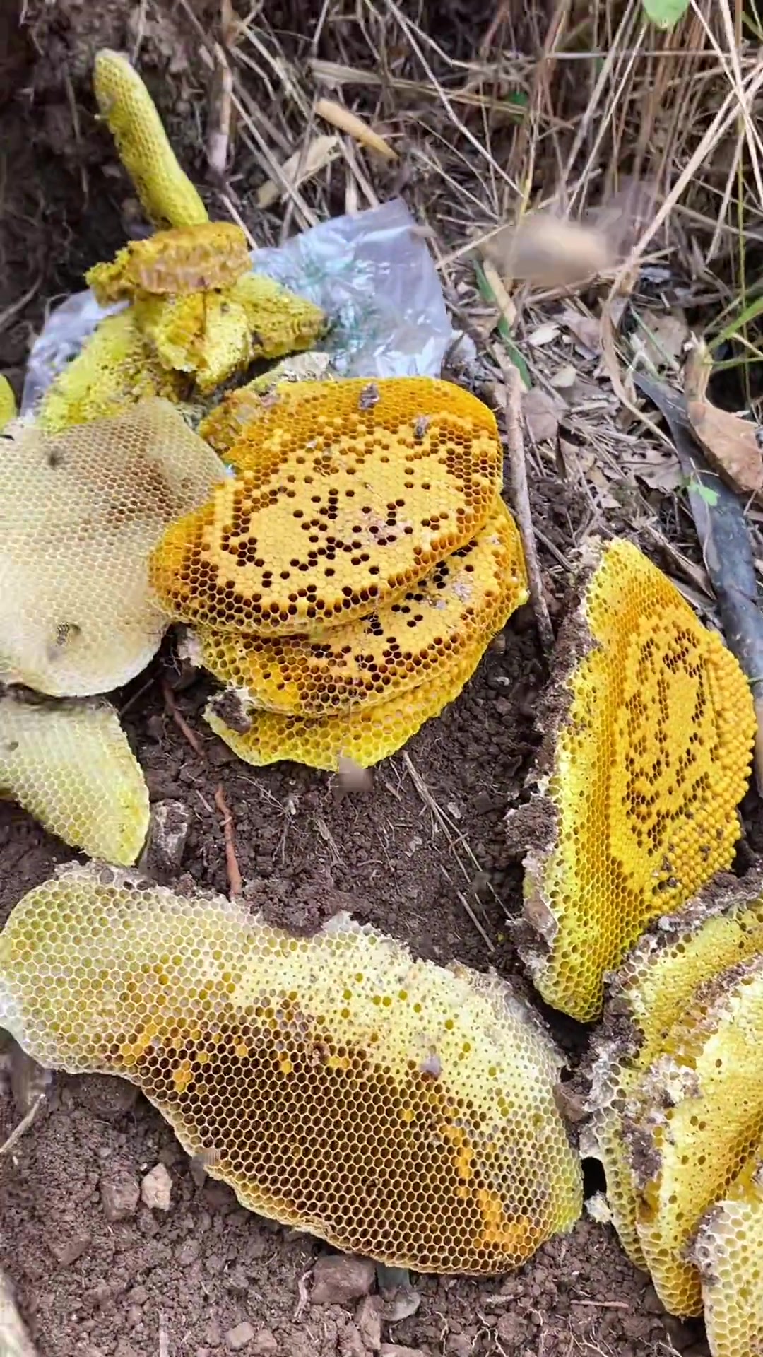 梦到野生蜂蜜是啥意思(梦到野生蜂蜜是啥意思周公解梦)