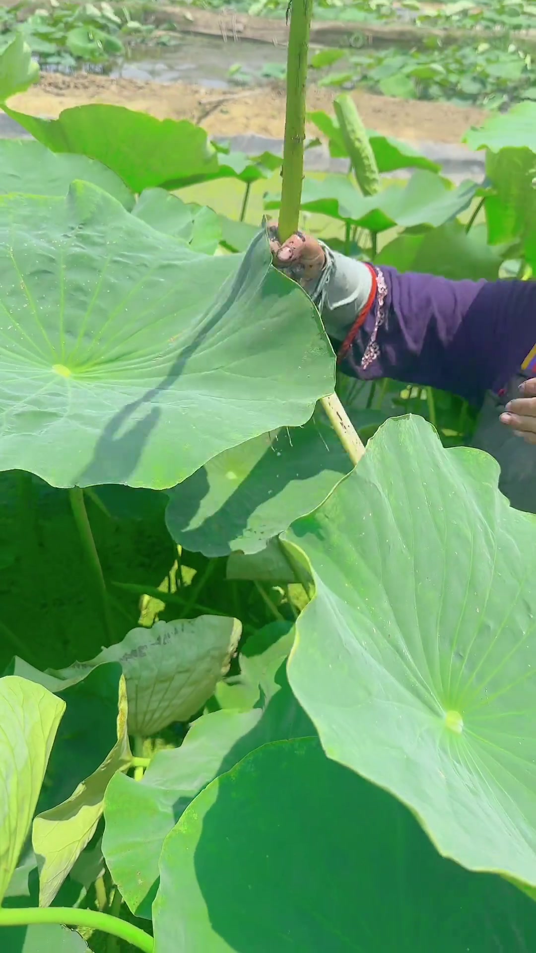 端午节到了,和闺女一起包荷叶粽子,顺便又用藕塘现有的食材做了个荷叶
