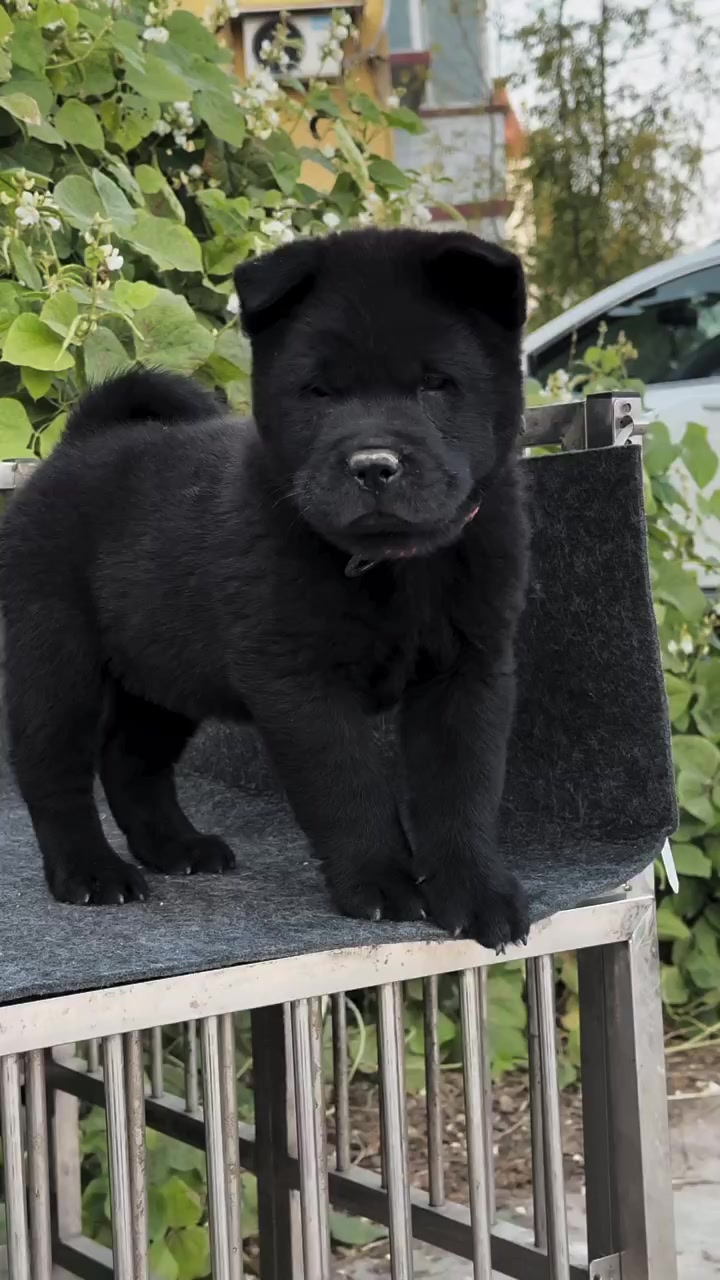 中华田园犬之五黑犬 黑狗黑舌 十分罕见 霸气侧漏