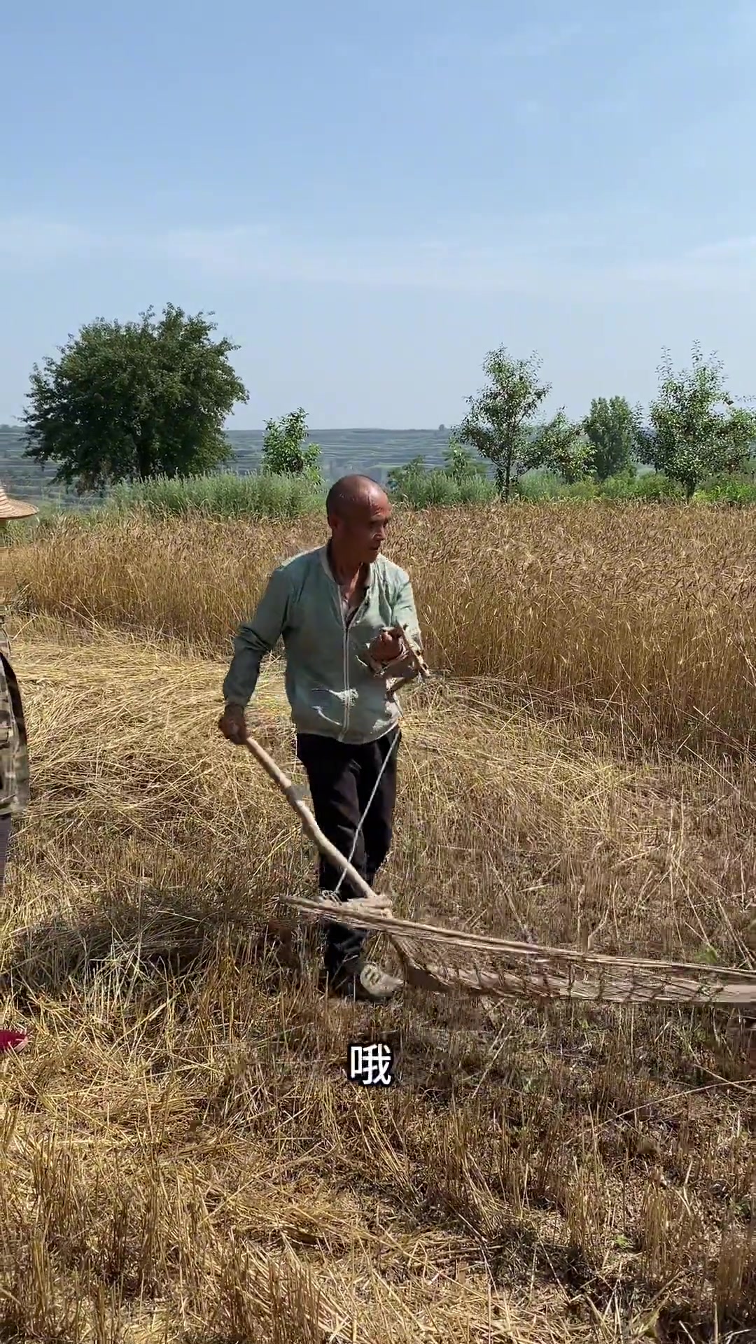 散麦杆子,我小时候见过的割麦子shen器