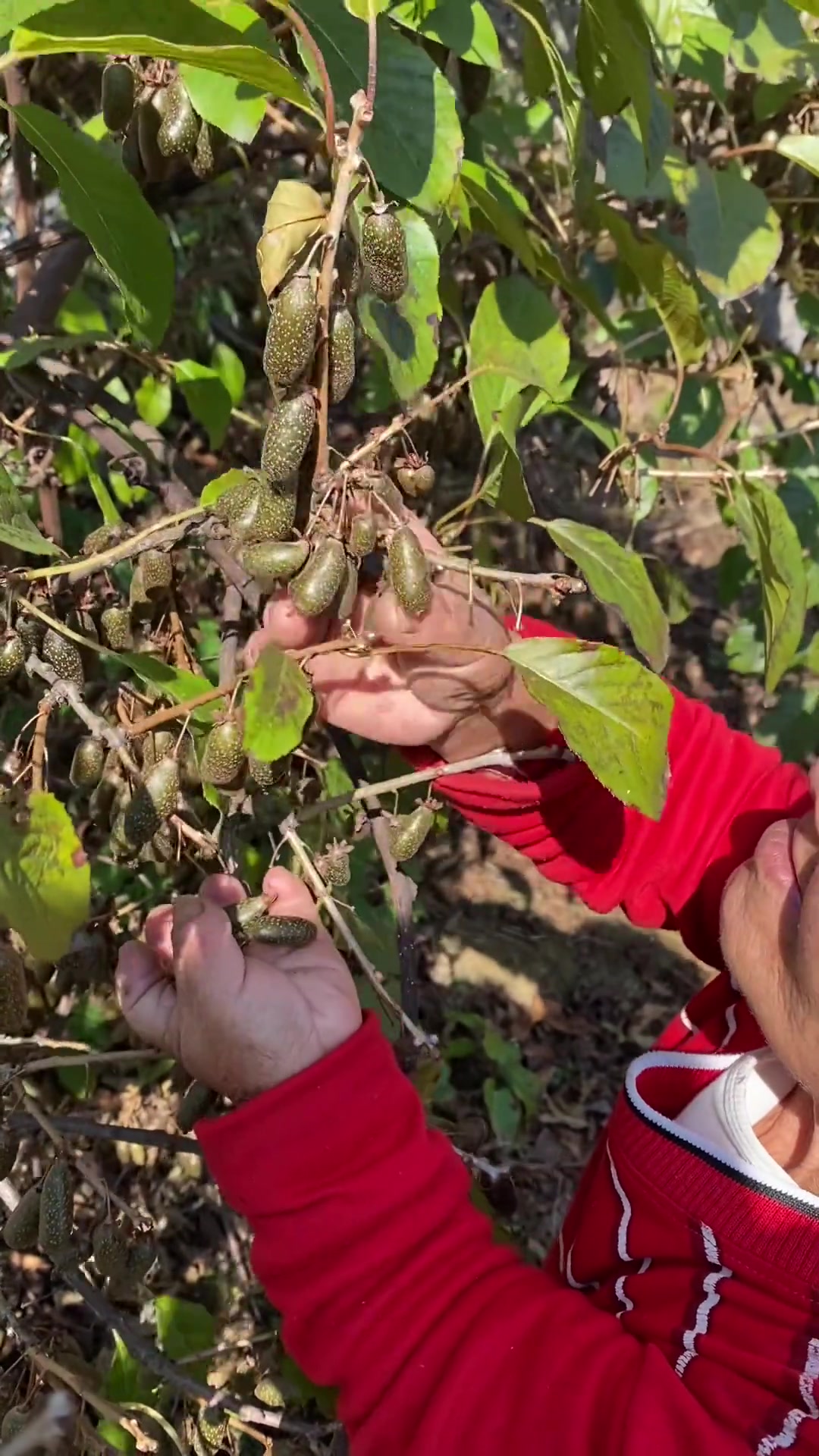 羊奶子成熟了,今天摘了一篮子.农村生活乡村味道我的乡村生活野