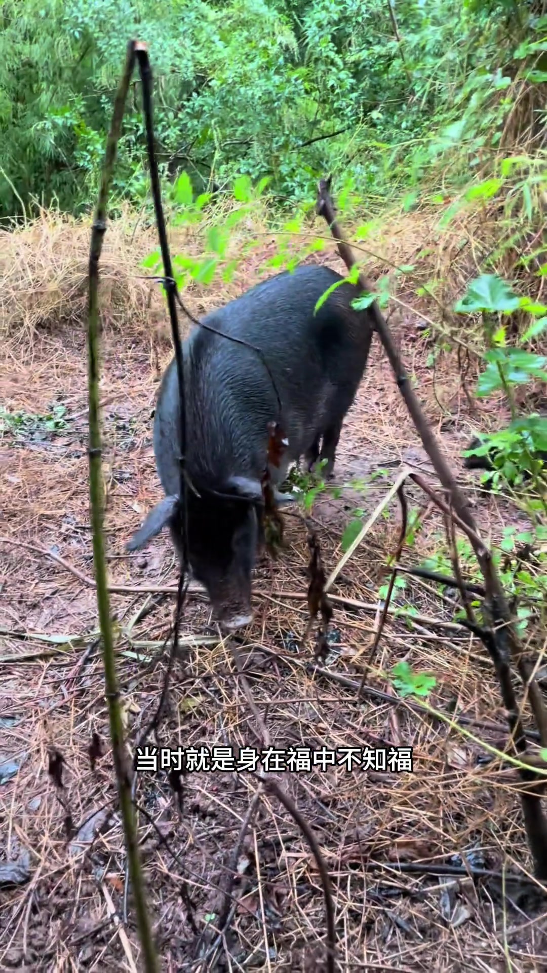 网红小猪小皮蛋,今天成功活到一个月了