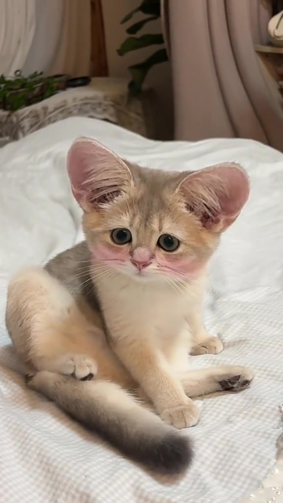 大耳朵图图大耳朵猫猫蓝金渐层