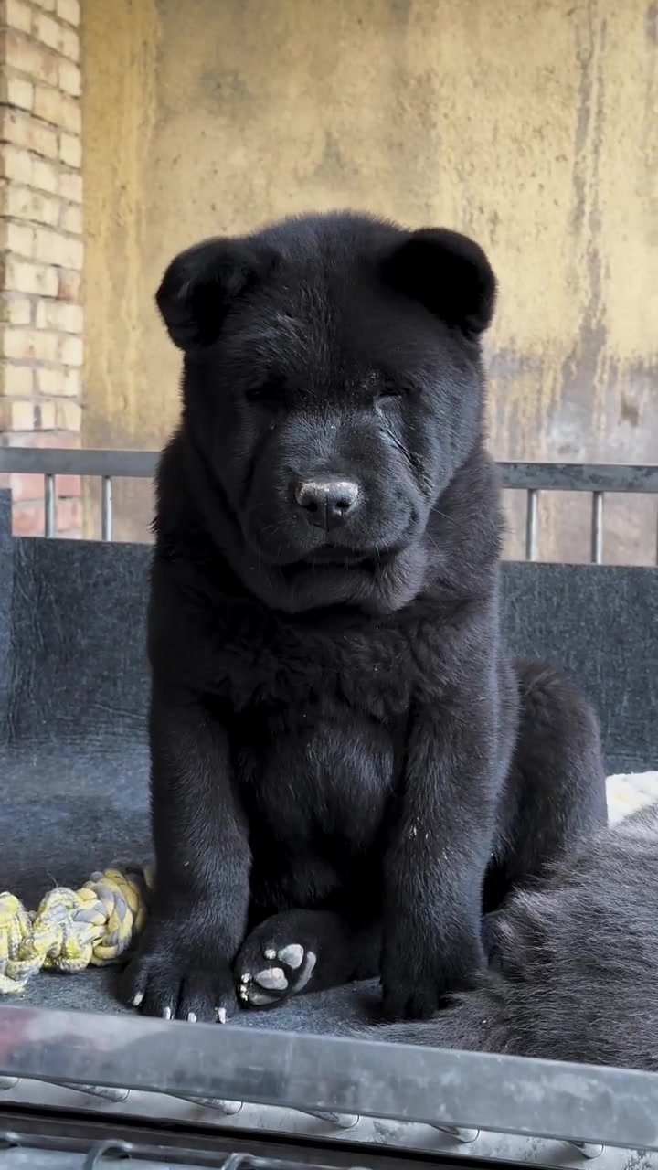 中华田园犬之五黑犬 黑狗黑舌 十分罕见 霸气侧漏