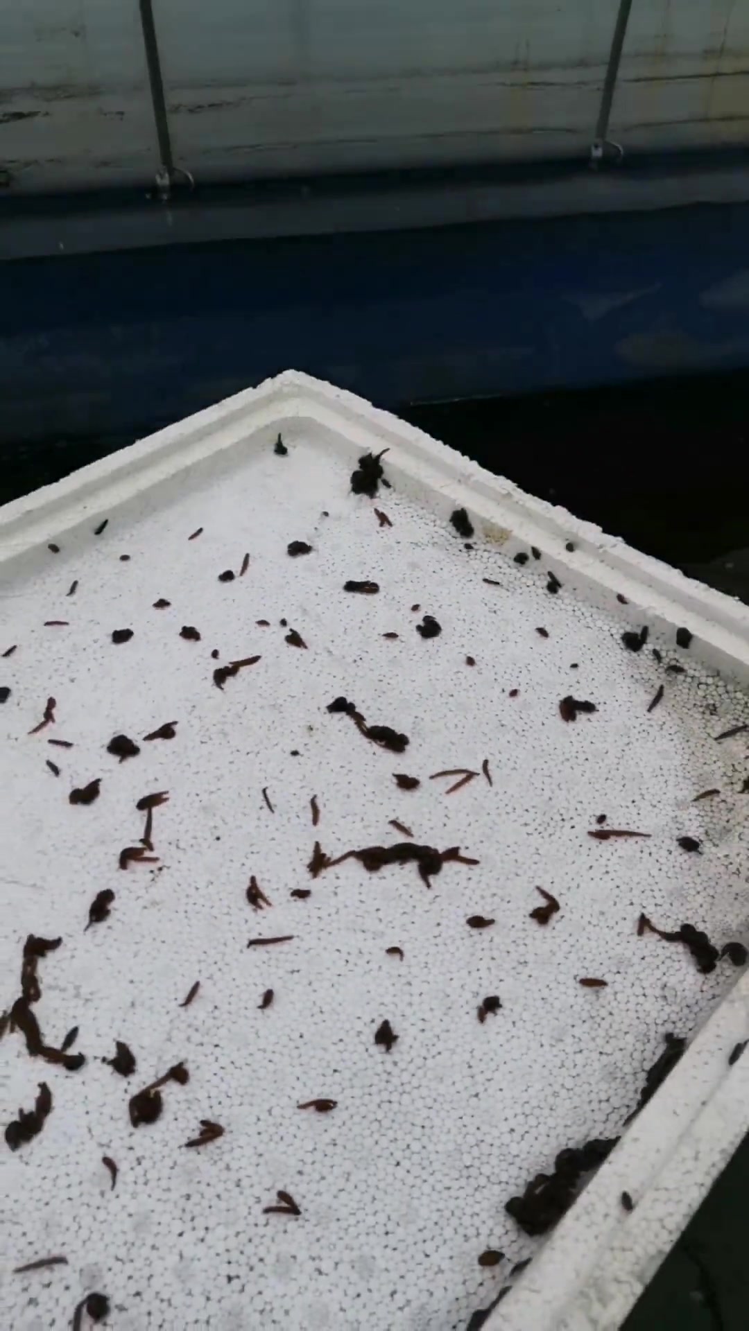 2022年4月28号水蛭养殖能挺过今年的有几人?