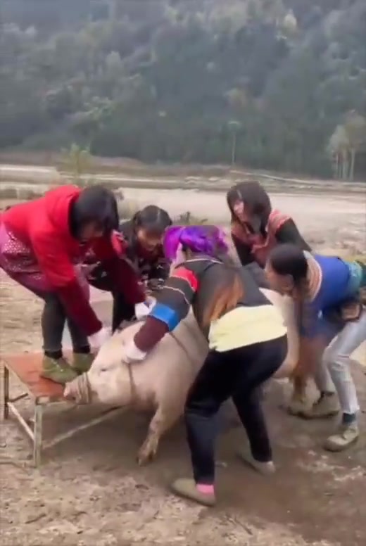 猪怕过年,杀猪过年瞬间搞笑场面,你笑了吗?