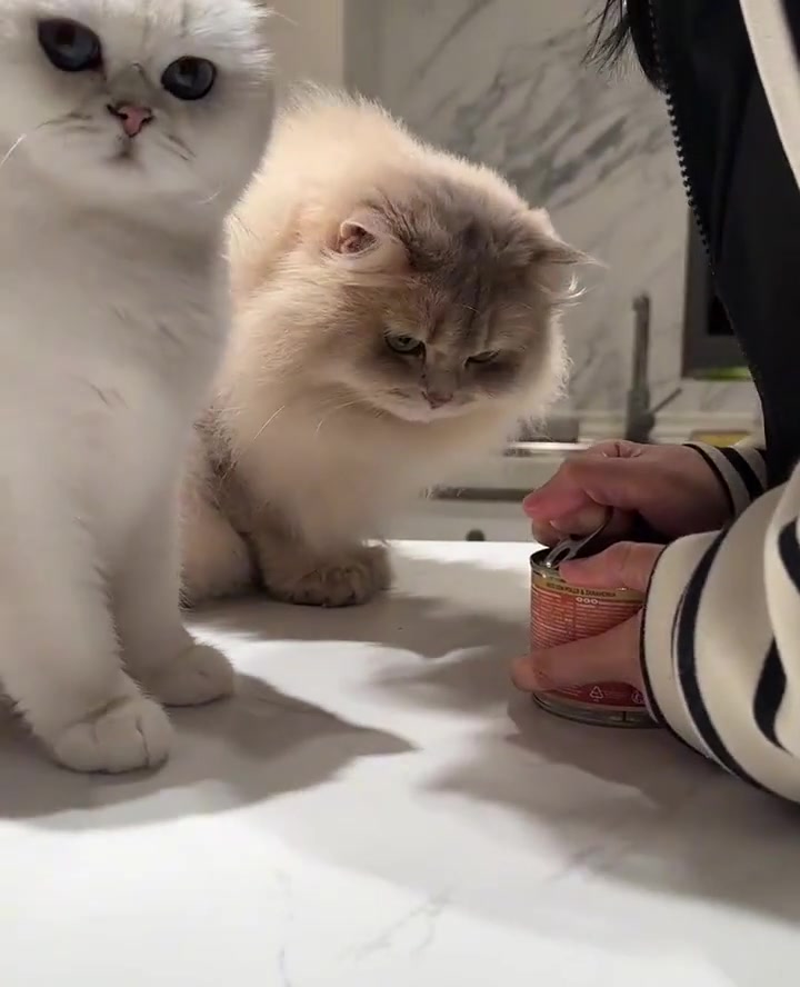 当我的猫想吃罐罐,平时拧不开瓶盖的她