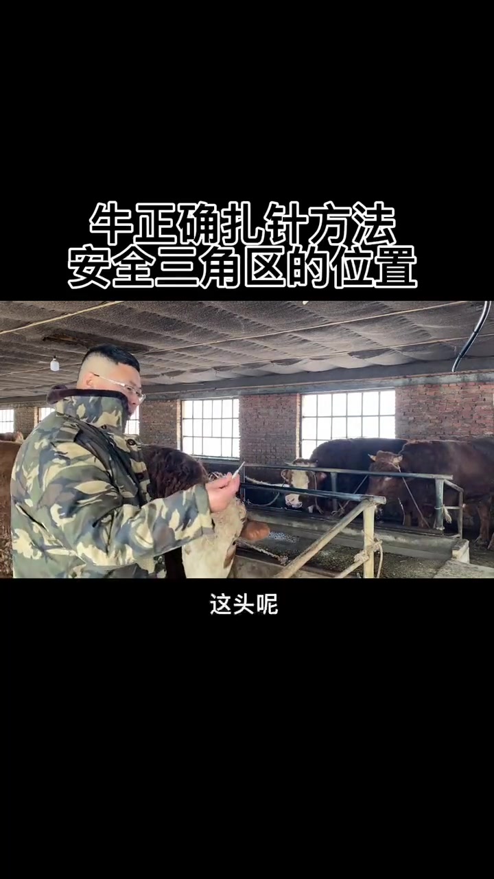 给牛打针的正确方法给牛打针的正确位置安全三角区在哪儿了