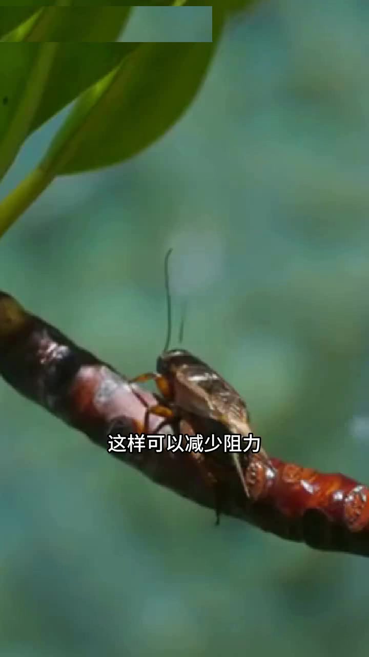 射水鱼喷水捕食难度升级!按照鱼友们的要求,把固定食物改为移动