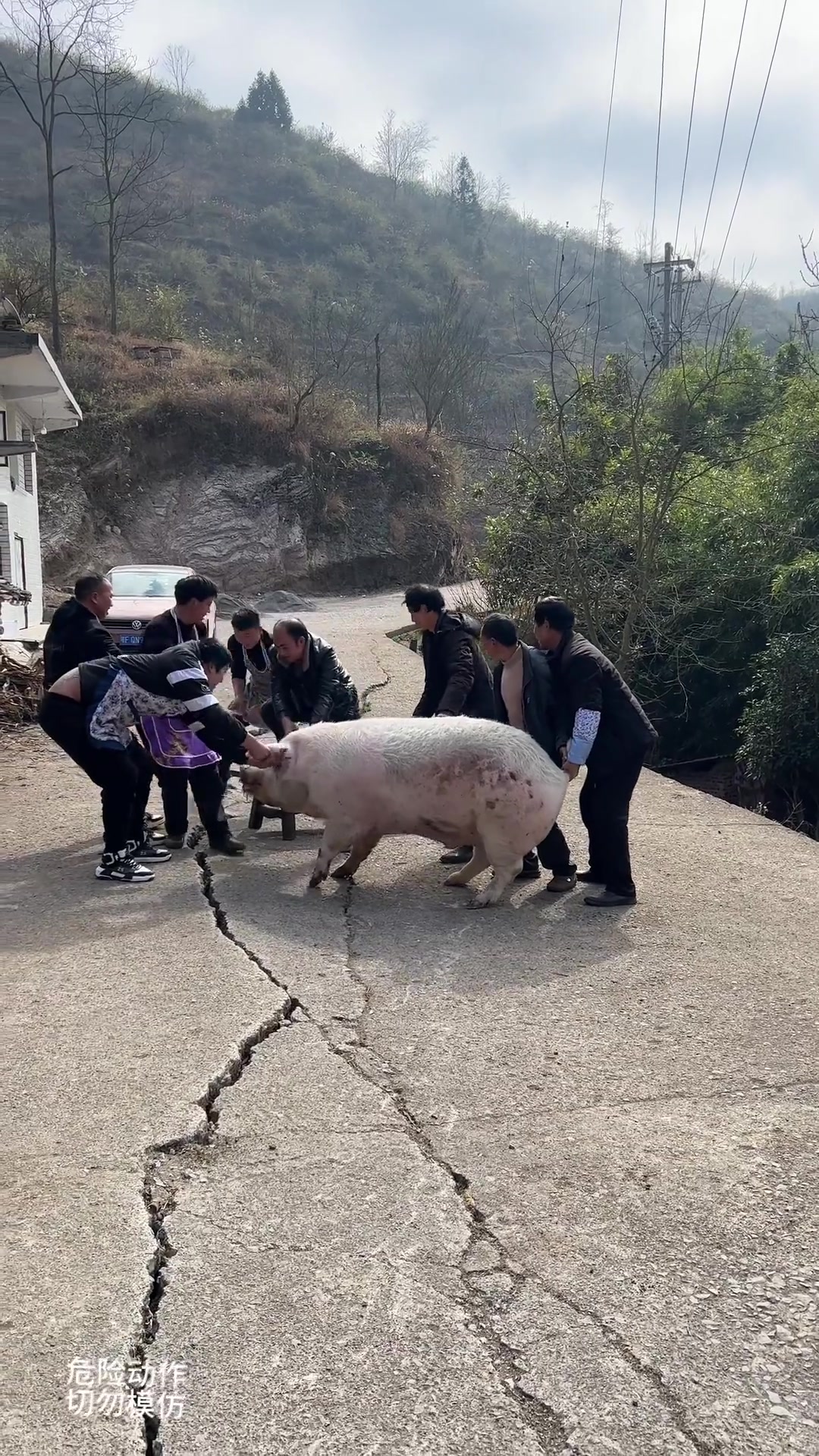 500斤的大肥猪9个人按,差点拿不住杀年猪了