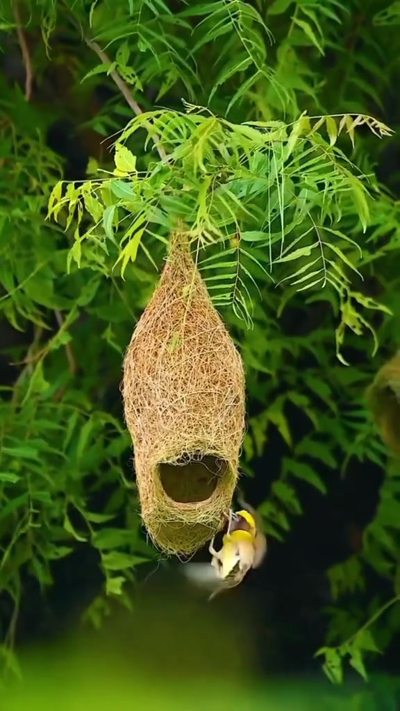 织布鸟筑巢神奇动物在鸟类感受大自然的气息和美景