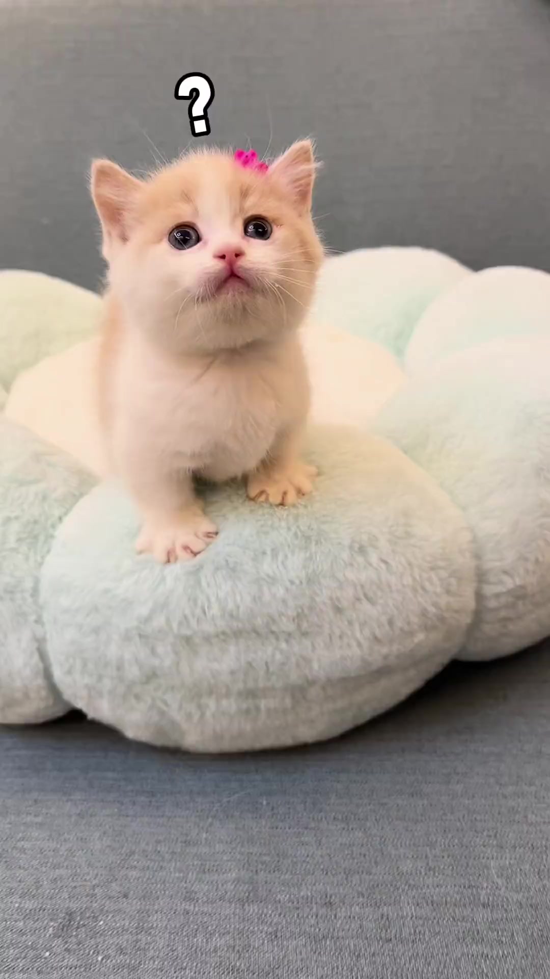土拨猫的真实叫声!