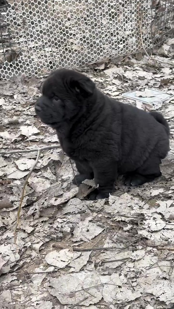 中华田园犬之五黑犬 黑狗黑舌 十分罕见 霸气侧漏