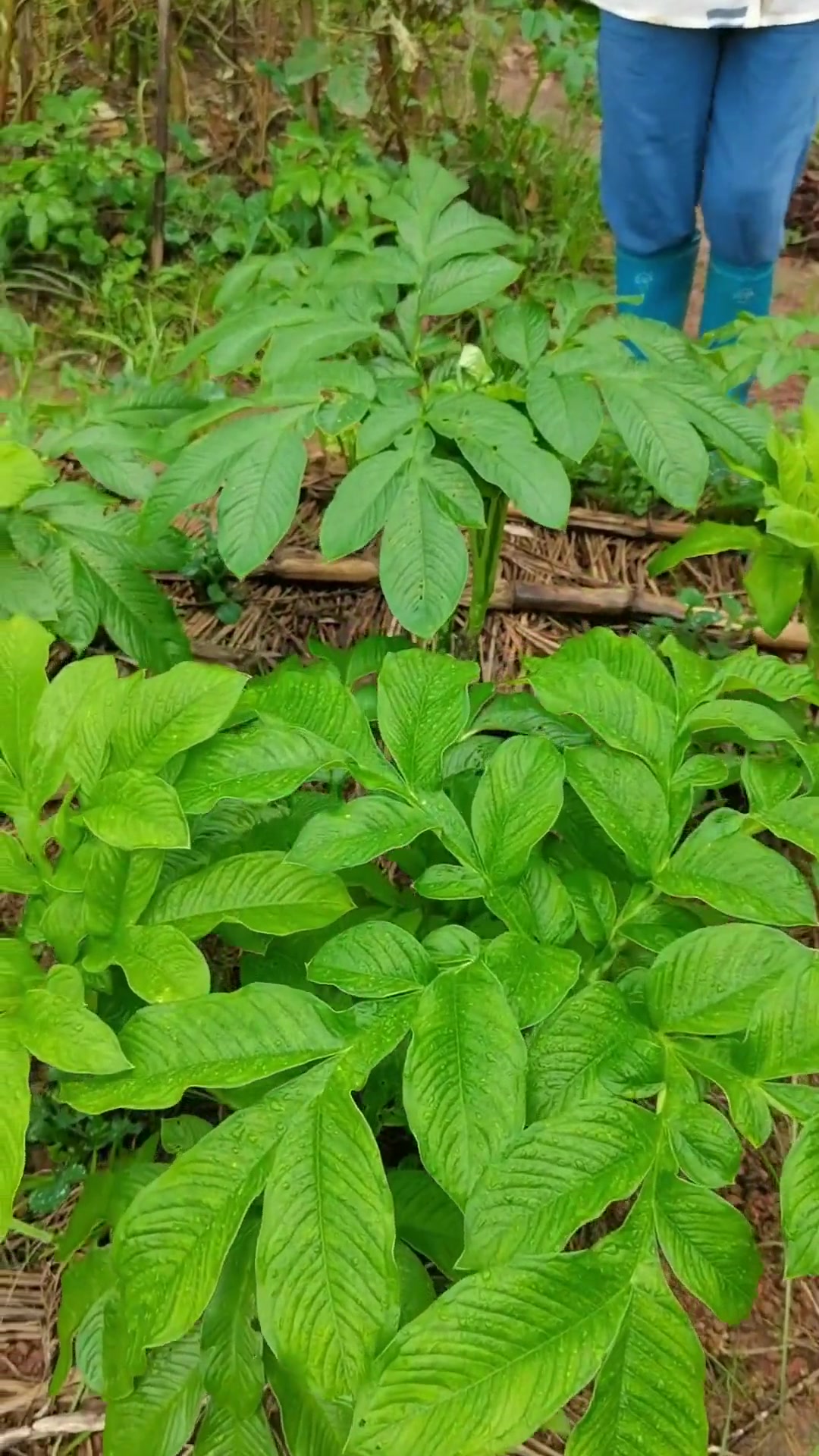 番芋苗我的乡村生活