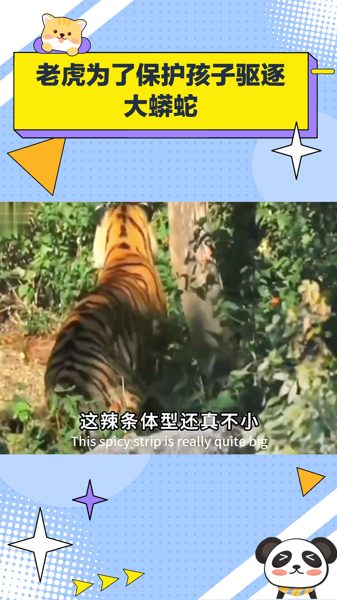老虎为了保护孩子,驱逐大蟒蛇