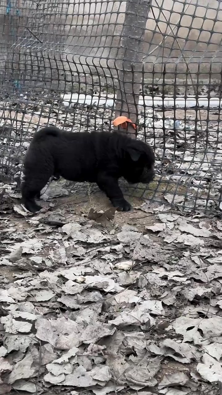 中华田园犬之五黑犬 黑狗黑舌 十分罕见 霸气侧漏